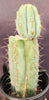 #EC48 EXACT Trichocereus Peruvianus TSS Blue Peru Cactus Plant 12"