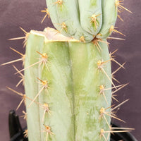 #EC48 EXACT Trichocereus Peruvianus TSS Blue Peru Cactus Plant 12"