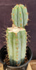 #EC48 EXACT Trichocereus Peruvianus TSS Blue Peru Cactus Plant 12"