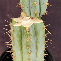 #EC48 EXACT Trichocereus Peruvianus TSS Blue Peru Cactus Plant 12"