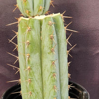 #EC48 EXACT Trichocereus Peruvianus TSS Blue Peru Cactus Plant 12"