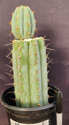 #EC48 EXACT Trichocereus Peruvianus TSS Blue Peru Cactus Plant 12"