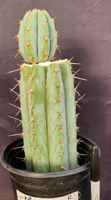 #EC48 EXACT Trichocereus Peruvianus TSS Blue Peru Cactus Plant 12