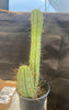 #EC51 EXACT Trichocereus Lost Label Cactus Plant 17”