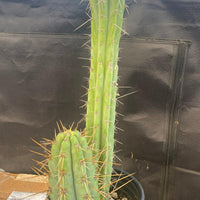 #EC51 EXACT Trichocereus Lost Label Cactus Plant 17”