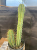 #EC51 EXACT Trichocereus Lost Label Cactus Plant 17”