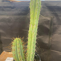 #EC51 EXACT Trichocereus Lost Label Cactus Plant 17”