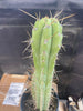 #EC51 EXACT Trichocereus Lost Label Cactus Plant 17”