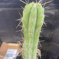 #EC51 EXACT Trichocereus Lost Label Cactus Plant 17”