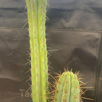 #EC51 EXACT Trichocereus Lost Label Cactus Plant 17”