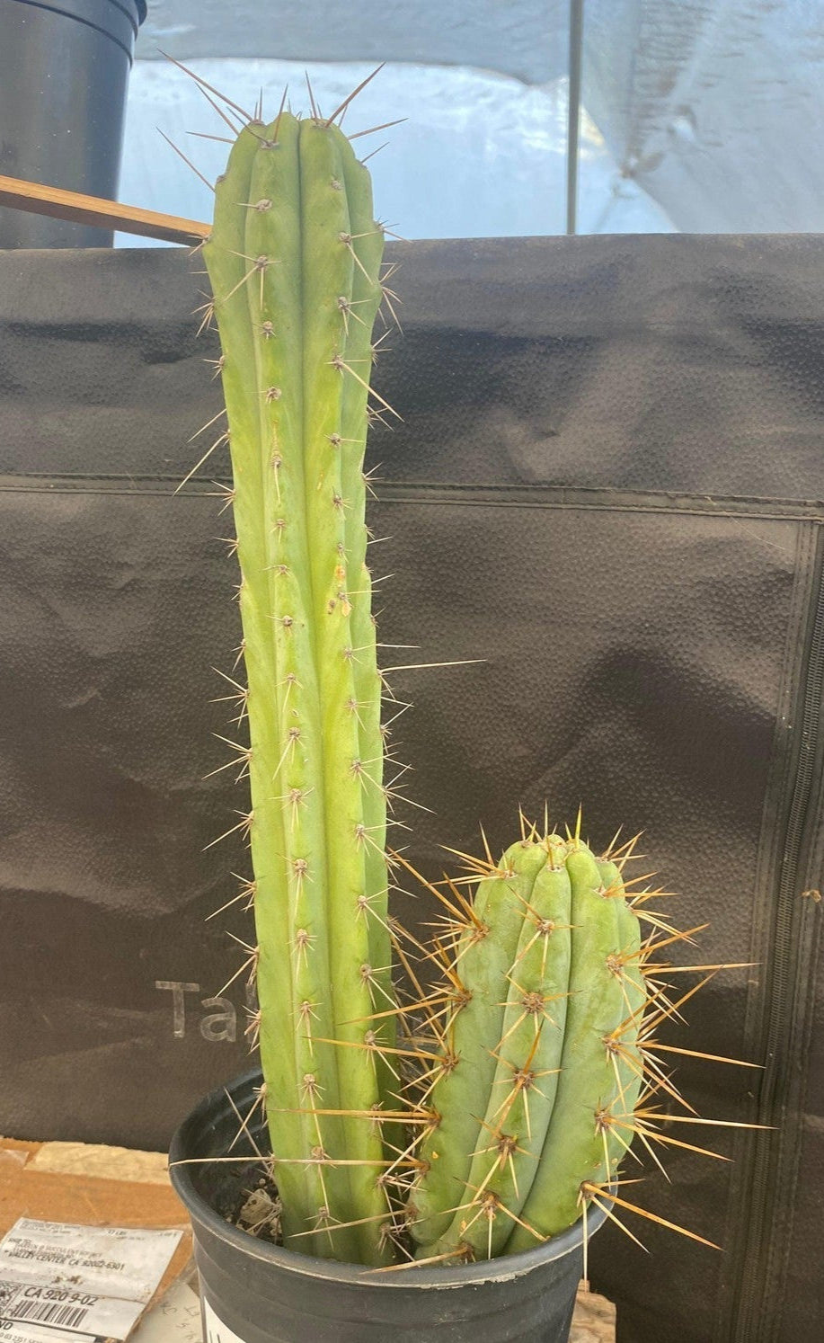 #EC51 EXACT Trichocereus Lost Label Cactus Plant 17”