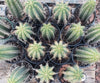 #EC53 EXACT Trichocereus Promo Special Cactus 12-14" Plant