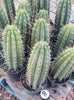 #EC53 EXACT Trichocereus Promo Special Cactus 12-14" Plant