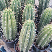 #EC53 EXACT Trichocereus Promo Special Cactus 12-14" Plant