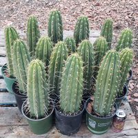 #EC53 EXACT Trichocereus Promo Special Cactus 12-14" Plant