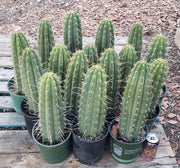 #EC53 EXACT Trichocereus Promo Special Cactus 12-14" Plant