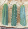 #EC55 EXACT Trichocereus "Lost Label" Three Pack Bargain Cactus Cutting Lot 10-14"