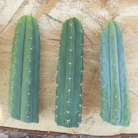 #EC55 EXACT Trichocereus "Lost Label" Three Pack Bargain Cactus Cutting Lot 10-14"