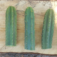 #EC55 EXACT Trichocereus "Lost Label" Three Pack Bargain Cactus Cutting Lot 10-14"