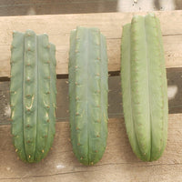 #EC55 EXACT Trichocereus "Lost Label" Three Pack Bargain Cactus Cutting Lot 10-14"