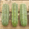 #EC55 EXACT Trichocereus "Lost Label" Three Pack Bargain Cactus Cutting Lot 10-14"