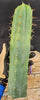 #EC55 EXACT Trichocereus "Lost Label" Three Pack Bargain Cactus Cutting Lot 10-14"