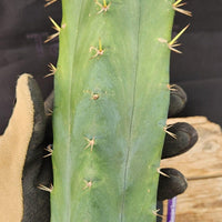 #EC55 EXACT Trichocereus "Lost Label" Three Pack Bargain Cactus Cutting Lot 10-14"