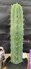 #EC55 EXACT Trichocereus "Lost Label" Three Pack Bargain Cactus Cutting Lot 10-14"