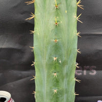 #EC55 EXACT Trichocereus "Lost Label" Three Pack Bargain Cactus Cutting Lot 10-14"