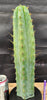 #EC55 EXACT Trichocereus "Lost Label" Three Pack Bargain Cactus Cutting Lot 10-14"