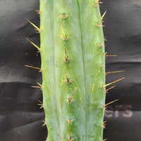 #EC55 EXACT Trichocereus "Lost Label" Three Pack Bargain Cactus Cutting Lot 10-14"