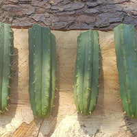 #EC55 EXACT Trichocereus "Lost Label" Three Pack Bargain Cactus Cutting Lot 10-14"