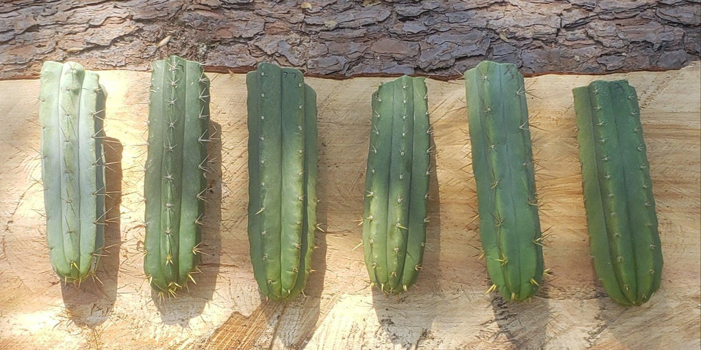 #EC55 EXACT Trichocereus "Lost Label" Three Pack Bargain Cactus Cutting Lot 10-14"