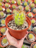 #EC57 EXACT Trichocereus Terschekii ornamental Cactus Plant Options