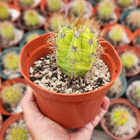 #EC57 EXACT Trichocereus Terschekii ornamental Cactus Plant Options