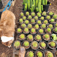 #EC57 EXACT Trichocereus Terschekii ornamental Cactus Plant Options