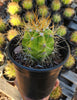 #EC57 EXACT Trichocereus Terschekii ornamental Cactus Plant Options