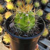 #EC57 EXACT Trichocereus Terschekii ornamental Cactus Plant Options