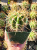 #EC57 EXACT Trichocereus Terschekii ornamental Cactus Plant Options