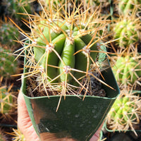 #EC57 EXACT Trichocereus Terschekii ornamental Cactus Plant Options