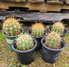 #EC57 EXACT Trichocereus Terschekii ornamental Cactus Plant Options