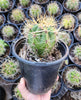 #EC57 EXACT Trichocereus Terschekii ornamental Cactus Plant Options