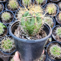 #EC57 EXACT Trichocereus Terschekii ornamental Cactus Plant Options