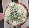 #EC58 EXACT Echinocactus Grusonii Golden Barrel Clump Cactus 10" container Plant