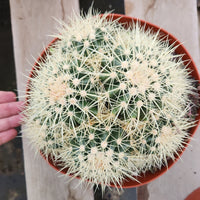 #EC58 EXACT Echinocactus Grusonii Golden Barrel Clump Cactus 10" container Plant