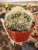 #EC58 EXACT Echinocactus Grusonii Golden Barrel Clump Cactus 10" container Plant