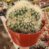 #EC58 EXACT Echinocactus Grusonii Golden Barrel Clump Cactus 10" container Plant