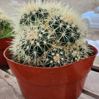 #EC58 EXACT Echinocactus Grusonii Golden Barrel Clump Cactus 10" container Plant