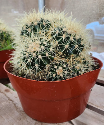 #EC58 EXACT Echinocactus Grusonii Golden Barrel Clump Cactus 10