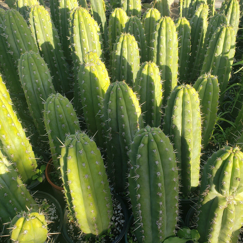 #EC59 EXACT Trichocereus Cuzcoensis Cuzco Cactus 14-18” Plant